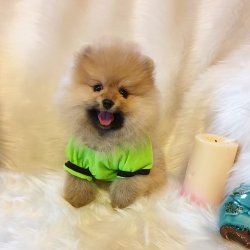 Orjinal Pomeranian Boo Yavrularımız 4
