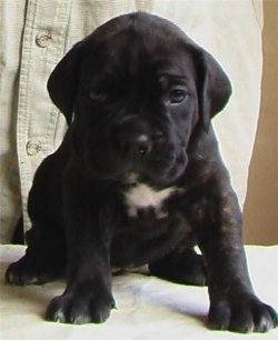 SATILIK CANE CORSO YAVRULARI 1