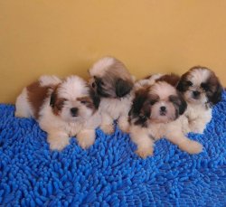 Dünya Tatlısı Shi̇h Tzu Yavruları 2