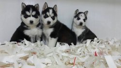 SİBİRYA HUSKY YAVRUSU 3