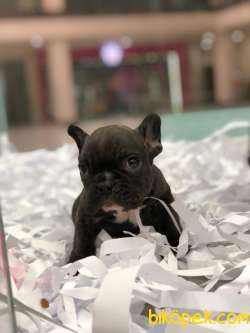 Ffench Bulldog Yavrularımız Gelmiştir.. 2