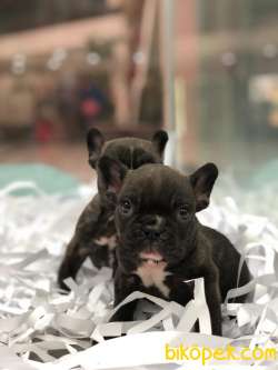 Ffench Bulldog Yavrularımız Gelmiştir.. 3