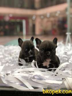 Ffench Bulldog Yavrularımız Gelmiştir.. 1