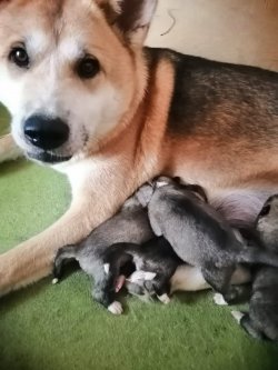 Muhteşem Japon Akıta İ̇nu Yavrulari 4