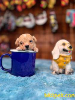 Fincan Güzeli Maltipoo Bebekler