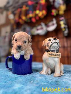 Fincan Güzeli Maltipoo Bebekler 5