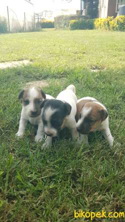 Fırlama Jack Russel Terrier Yavruları 2