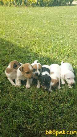 Fırlama Jack Russel Terrier Yavruları 3