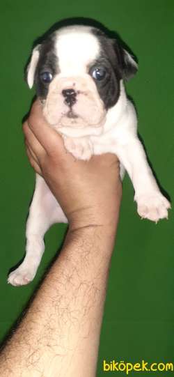 Francebulldog Disi Erkek Bebek Lerimiz 3
