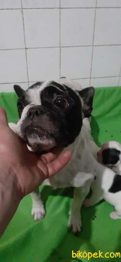 Francebulldog Disi Erkek Bebek Lerimiz 4