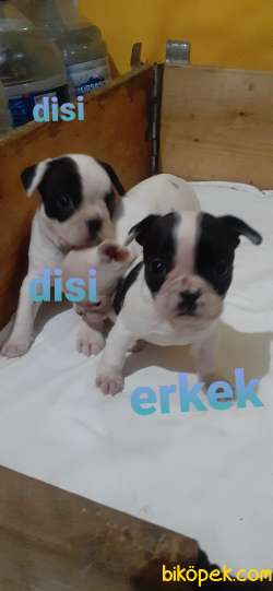 Francebulldog Disi Erkek Bebek Lerimiz 2