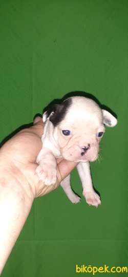 Francebulldog Disi Erkek Bebek Lerimiz 5