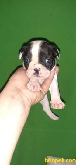 Francebulldog Disi Erkek Bebek Lerimiz 1