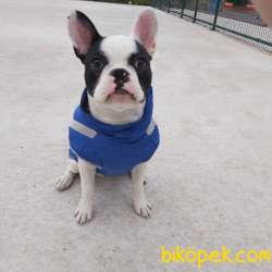Fransız Buldog 1