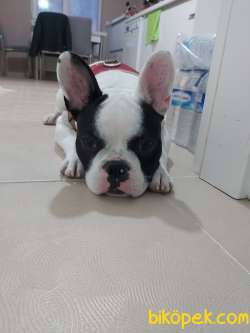 Fransız Buldog 3