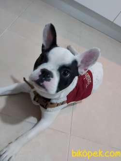 Fransız Buldog 2