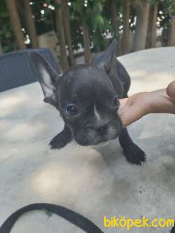 Fransız Buldog Yavruları 3