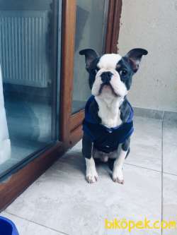 Fransız Buldog Yavrumuz Yeni Yuvasını Arıyor 1