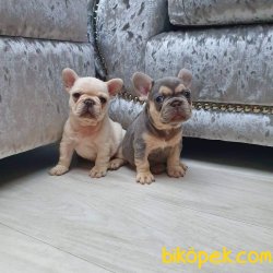 Fransız BULLDOG 3