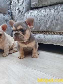 Fransız BULLDOG 1