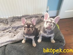 Fransız BULLDOG 2