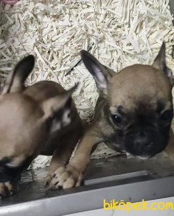 Fransız Bulldog 2