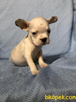 FRANSIZ BULLDOG 2