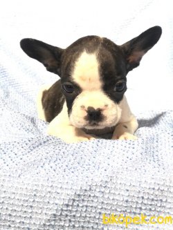 FRANSIZ BULLDOG 1
