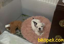 Fransız Bulldog 3