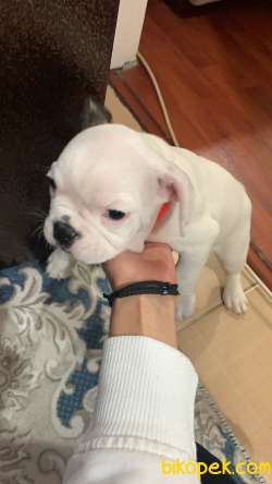 Fransız Bulldog 2