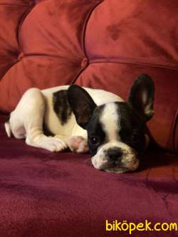Fransız Bulldog 3 Aylık 2