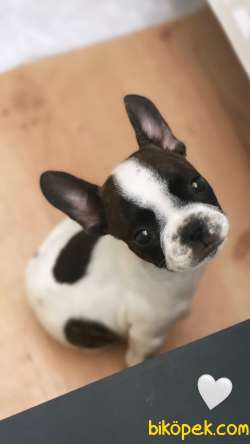 Fransız Bulldog 3 Aylık 1
