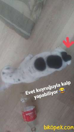 Fransız Bulldog İstanbul İçi 3