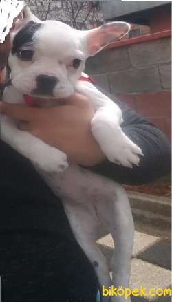 Fransız Bulldog İstanbul İçi 2