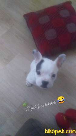 Fransız Bulldog İstanbul İçi 1