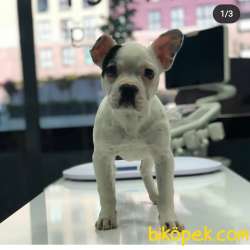 Fransız Bulldog İstanbul İçi 2