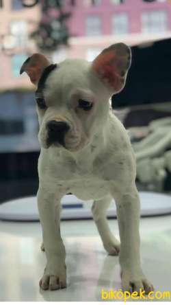 Fransız Bulldog İstanbul İçi 3