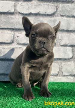 FRANSİZ BULLDOG LEKESİZ BLUE DİŞİ YAVRUMUZ 3