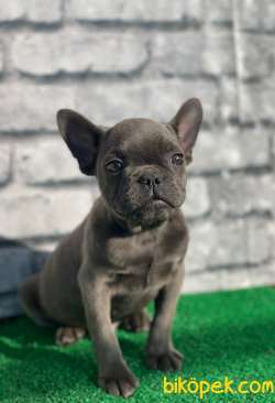 FRANSİZ BULLDOG LEKESİZ BLUE DİŞİ YAVRUMUZ 2