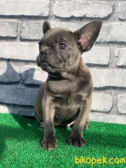 FRANSİZ BULLDOG LEKESİZ BLUE DİŞİ YAVRUMUZ 5