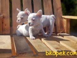 BEYAZ FRANSIZ BULLDOG YAVRU 1