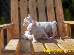 BEYAZ FRANSIZ BULLDOG YAVRU 3