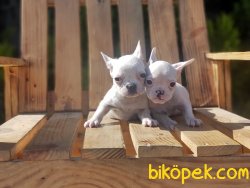 BEYAZ FRANSIZ BULLDOG YAVRU 2
