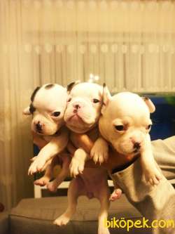 Fransız Bulldog Yavrular 2