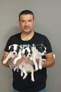 Fransız Bulldog Yavruları 2