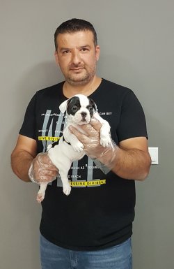 Fransız Bulldog Yavruları 3