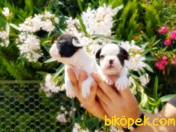 FRANSIZ BULLDOG YAVRULARIMIZ 3