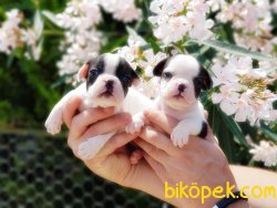 FRANSIZ BULLDOG YAVRULARIMIZ 5
