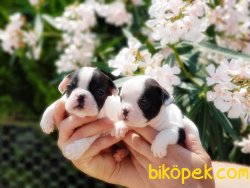 FRANSIZ BULLDOG YAVRULARIMIZ 2