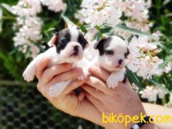 FRANSIZ BULLDOG YAVRULARIMIZ 4
